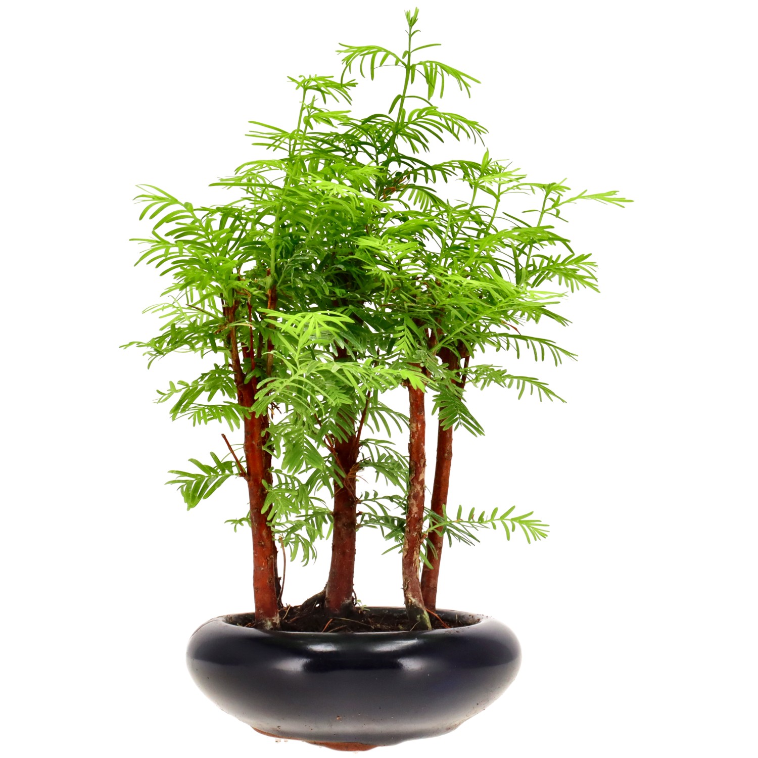 Metasequoia glyptostroboides, ca. 6 anni (25 cm)