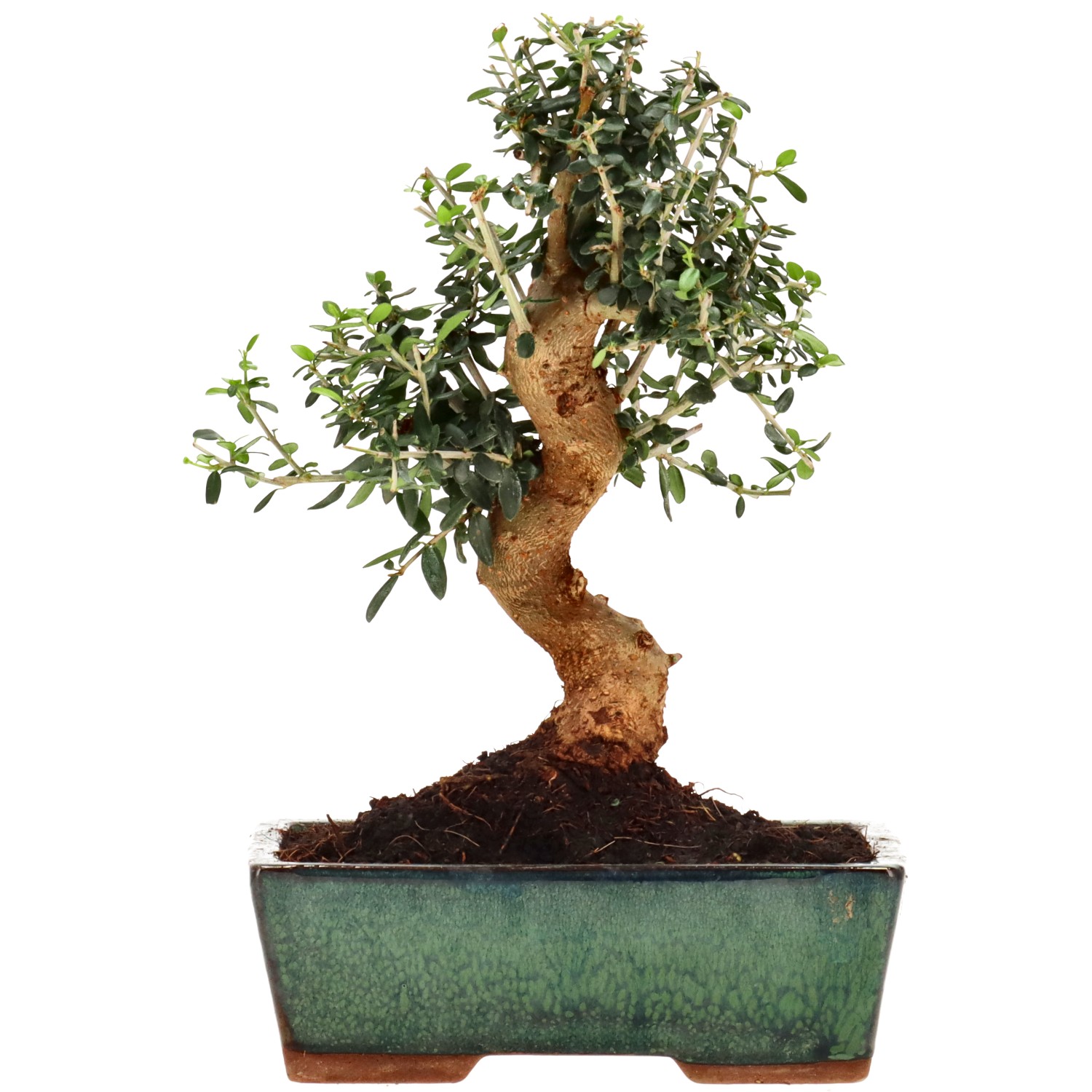 Olea sylvestris, aprox. 10 años (24 cm)