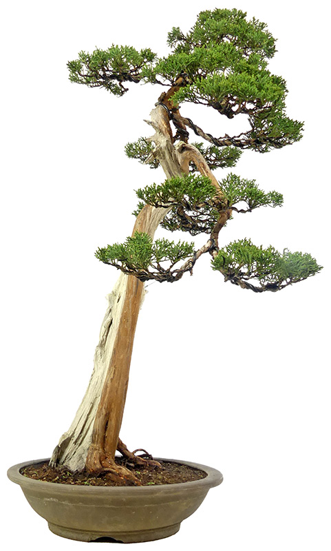 bonsai.fallbackImageTitle bonsai.fallbackImageTitle