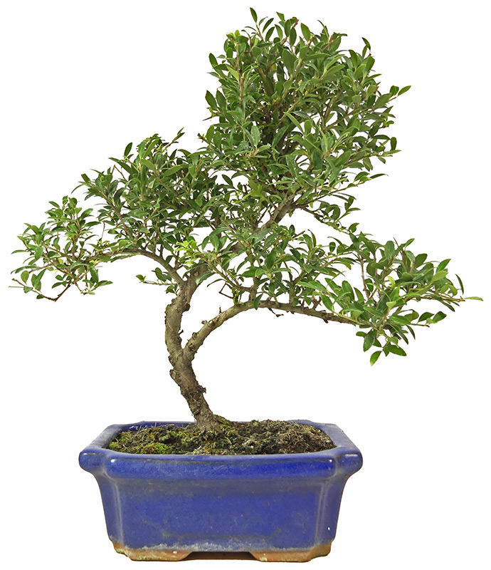 [L007] Japanese Holly, approx. 7 years