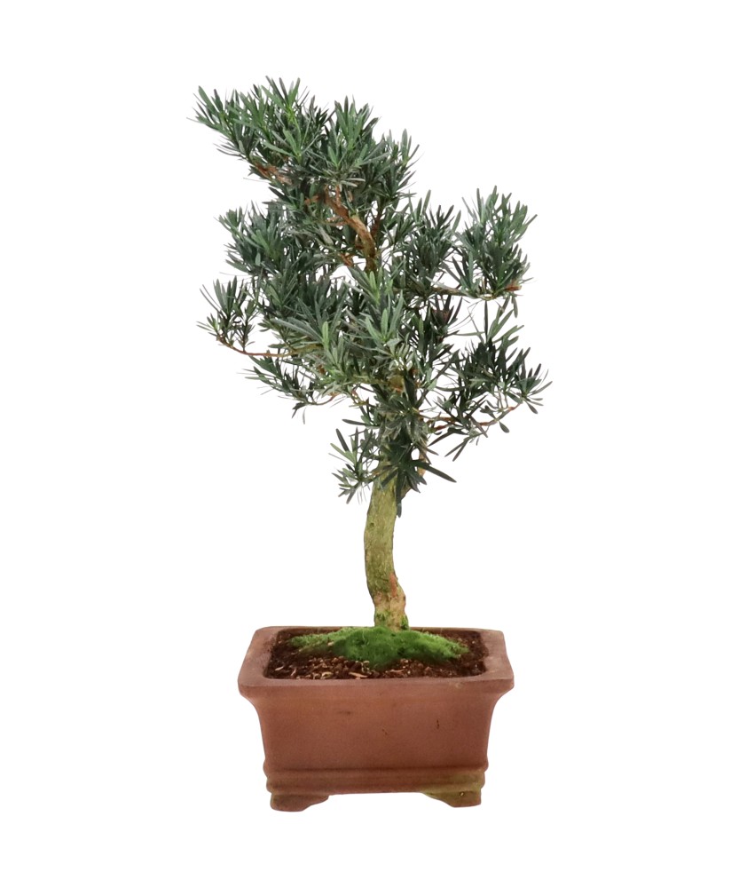 bonsai.fallbackImageTitle bonsai.fallbackImageTitle