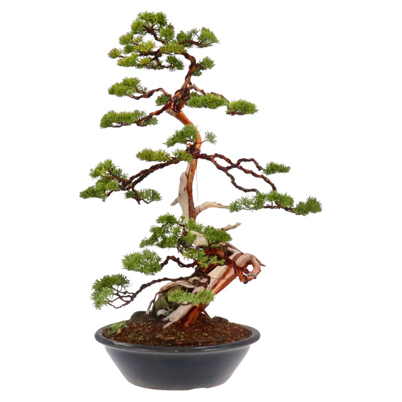 bonsai.fallbackImageTitle bonsai.fallbackImageTitle
