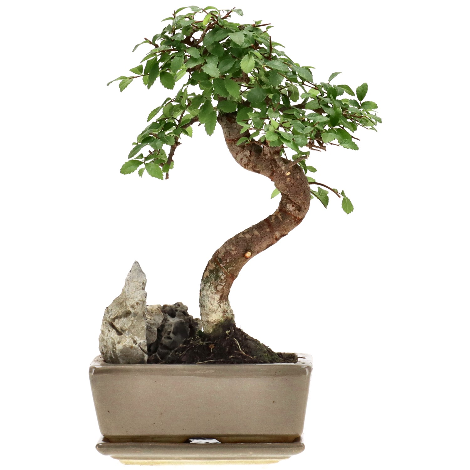 Chin. Ulme, mU., ca. 8 J. (24 cm)