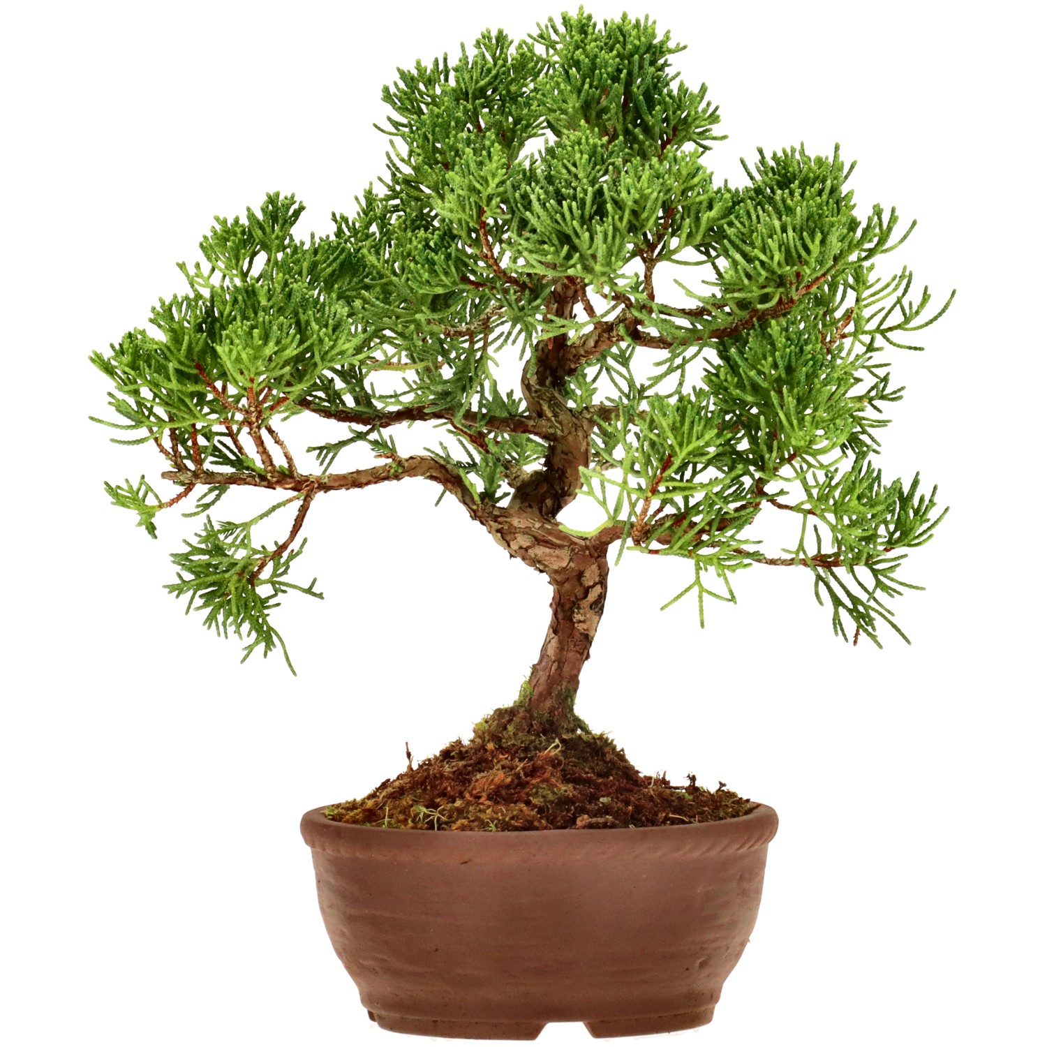 Chin. Wacholder, ca. 12 J. (19 cm)