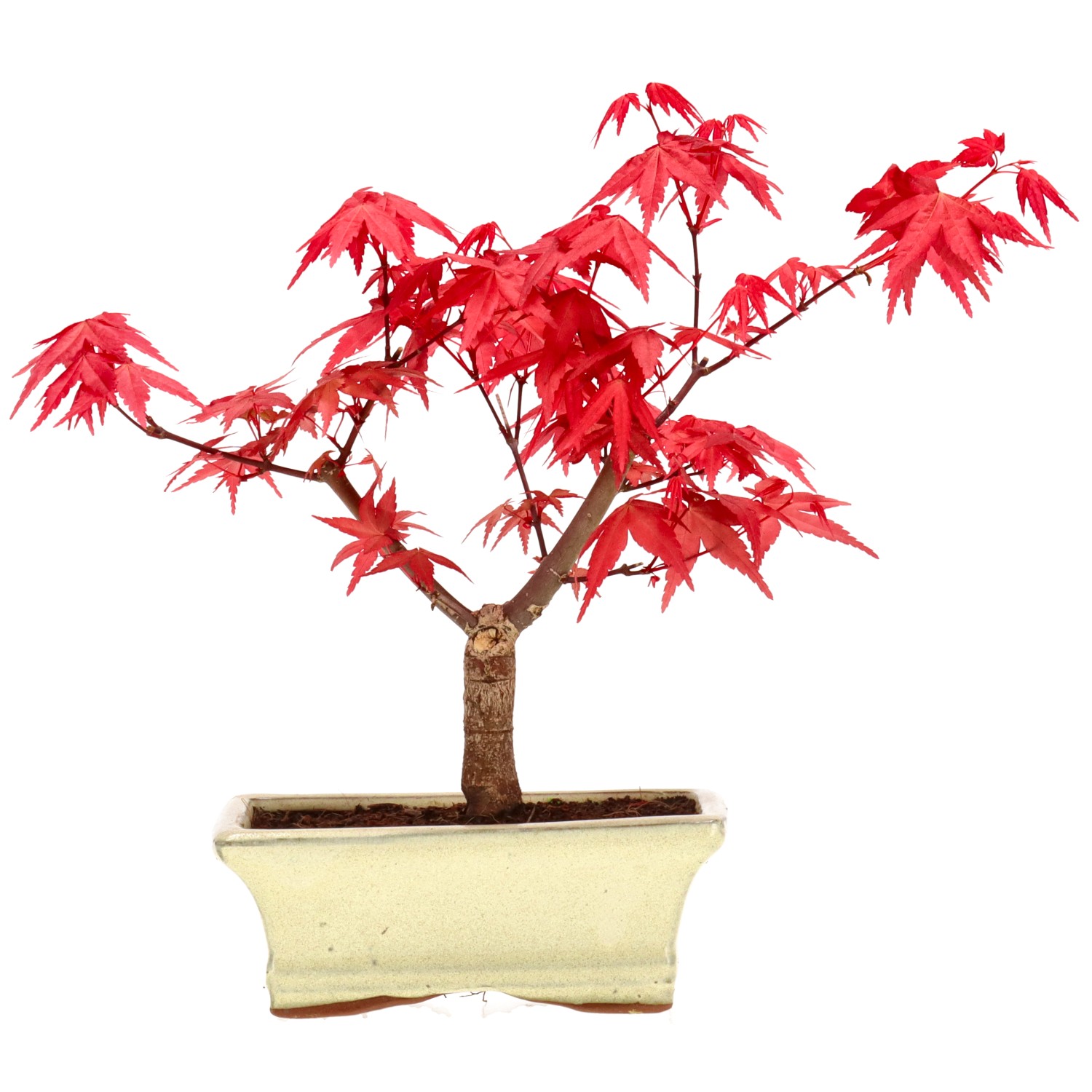 Jap. Fächerahorn (Deshojo), veredelt, ca. 7 J. (21 cm)