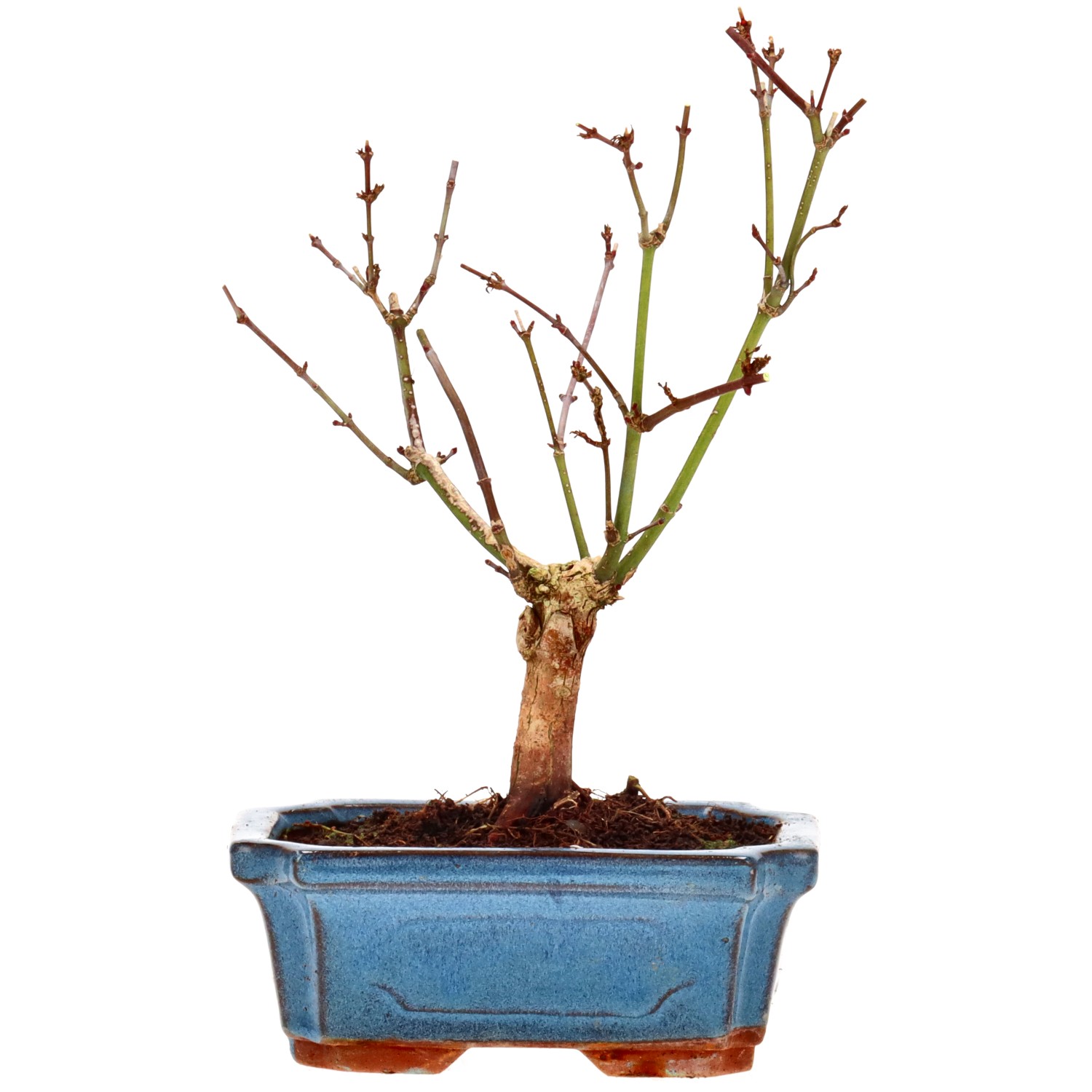 Jap. Maple (Deshojo), approx. 7 y. (22 cm)