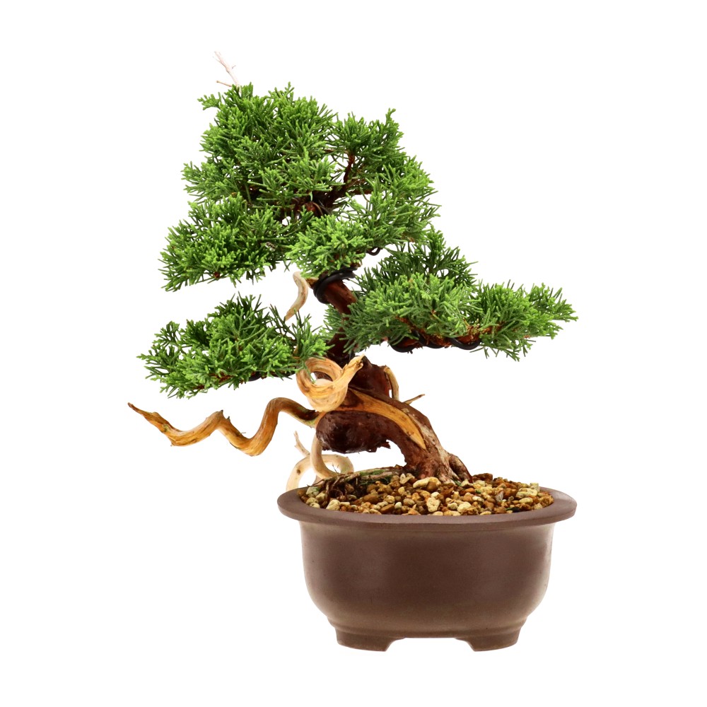 bonsai.fallbackImageTitle