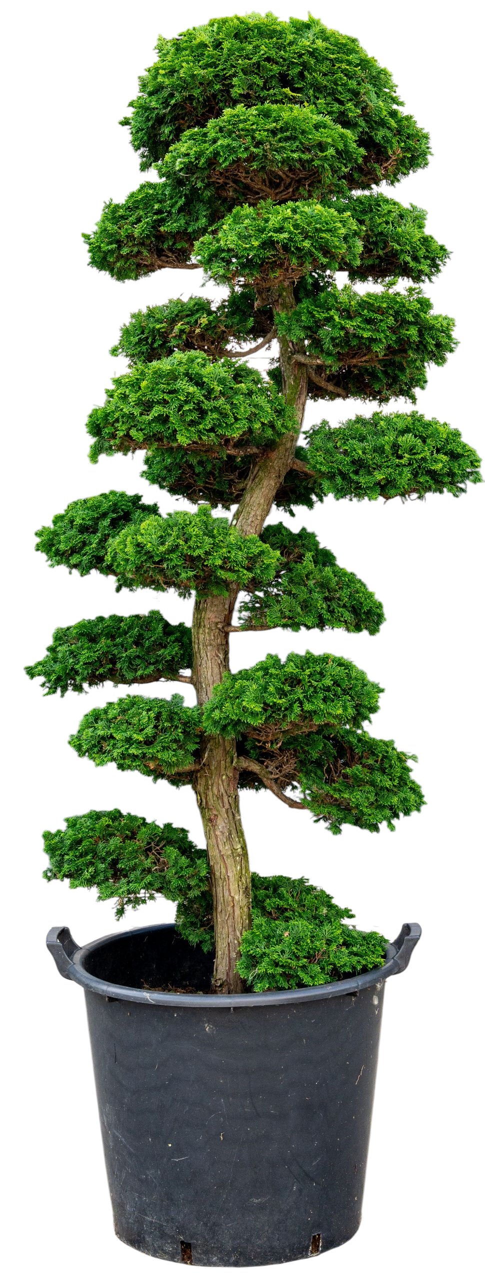 bonsai.fallbackImageTitle