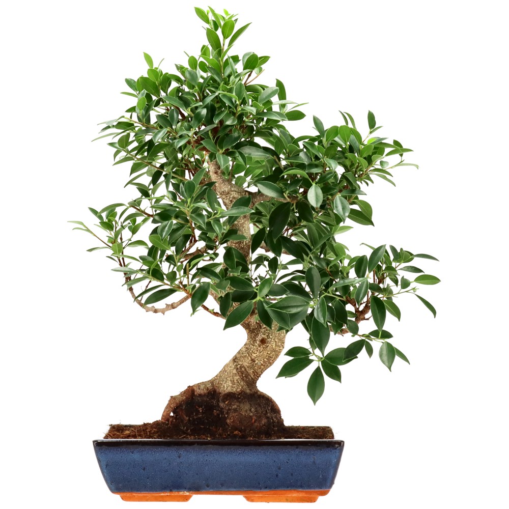 Chin. Feigenbaum (Retusa), ca. 18 J. (60 cm)