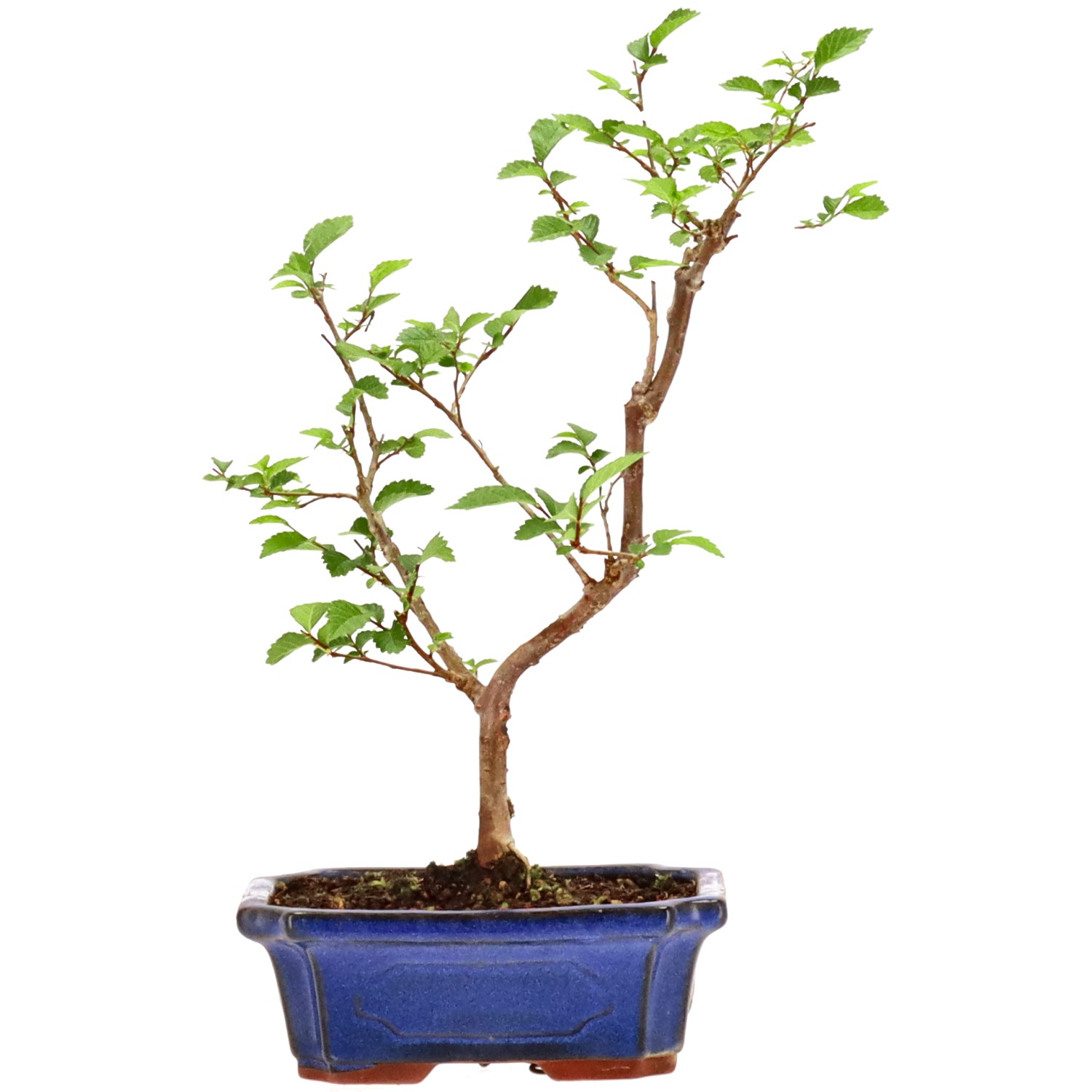 Amerikanische Ulme, ca. 5 J. (33 cm)