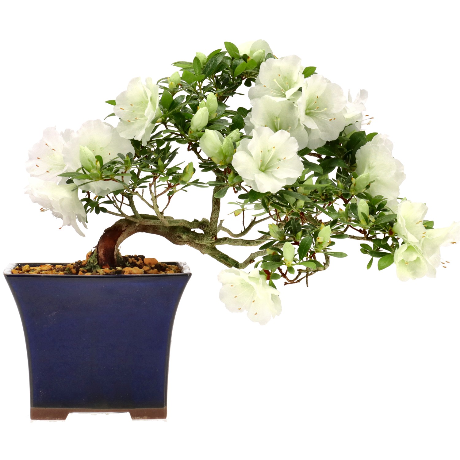 Azalea japónica, aprox. 12 años (21 cm)