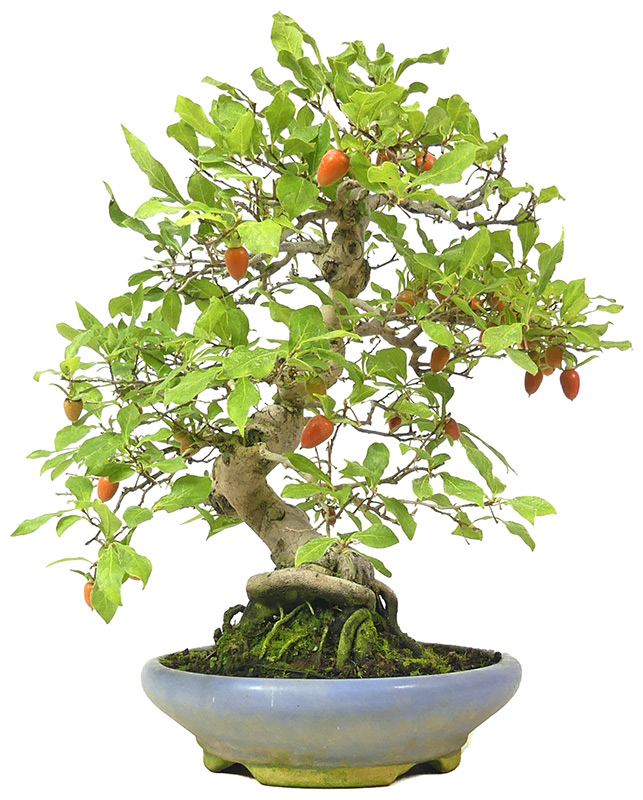 bonsai.fallbackImageTitle bonsai.fallbackImageTitle