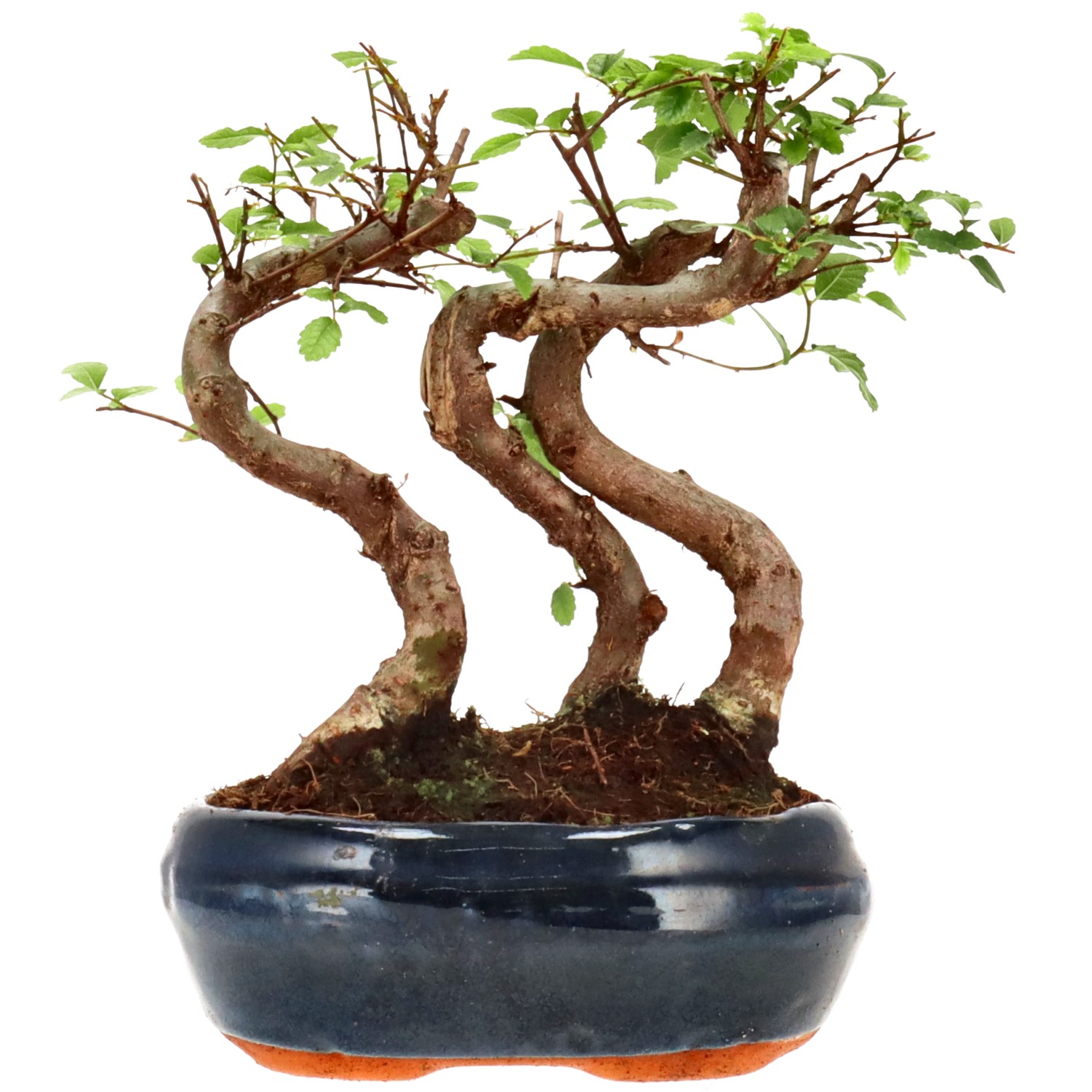 Chin. Ulme, ca. 6 J. (18 cm)