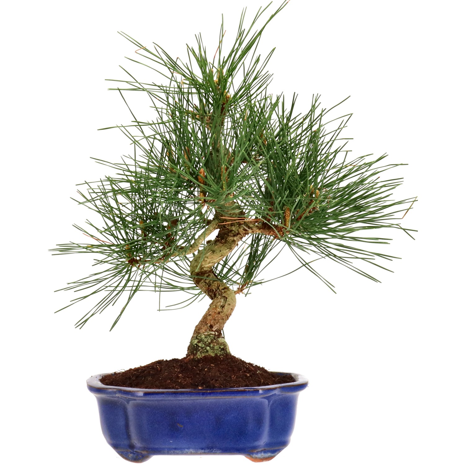 Jap. Schwarzkiefer, ca. 12 J. (32 cm)