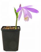 Pleione formosana