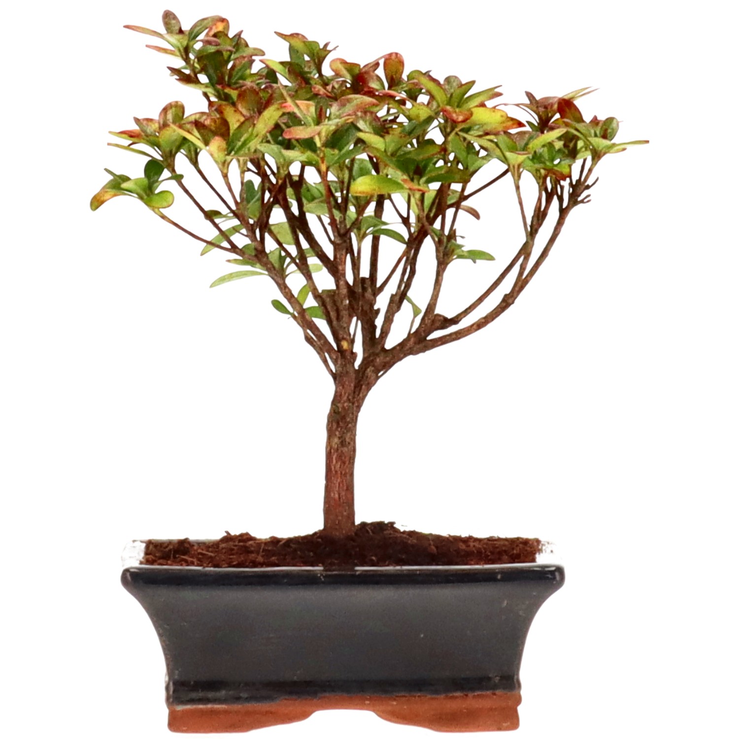 Azalea giapponese (Osakazuki), ca. 7 anni (18 cm)