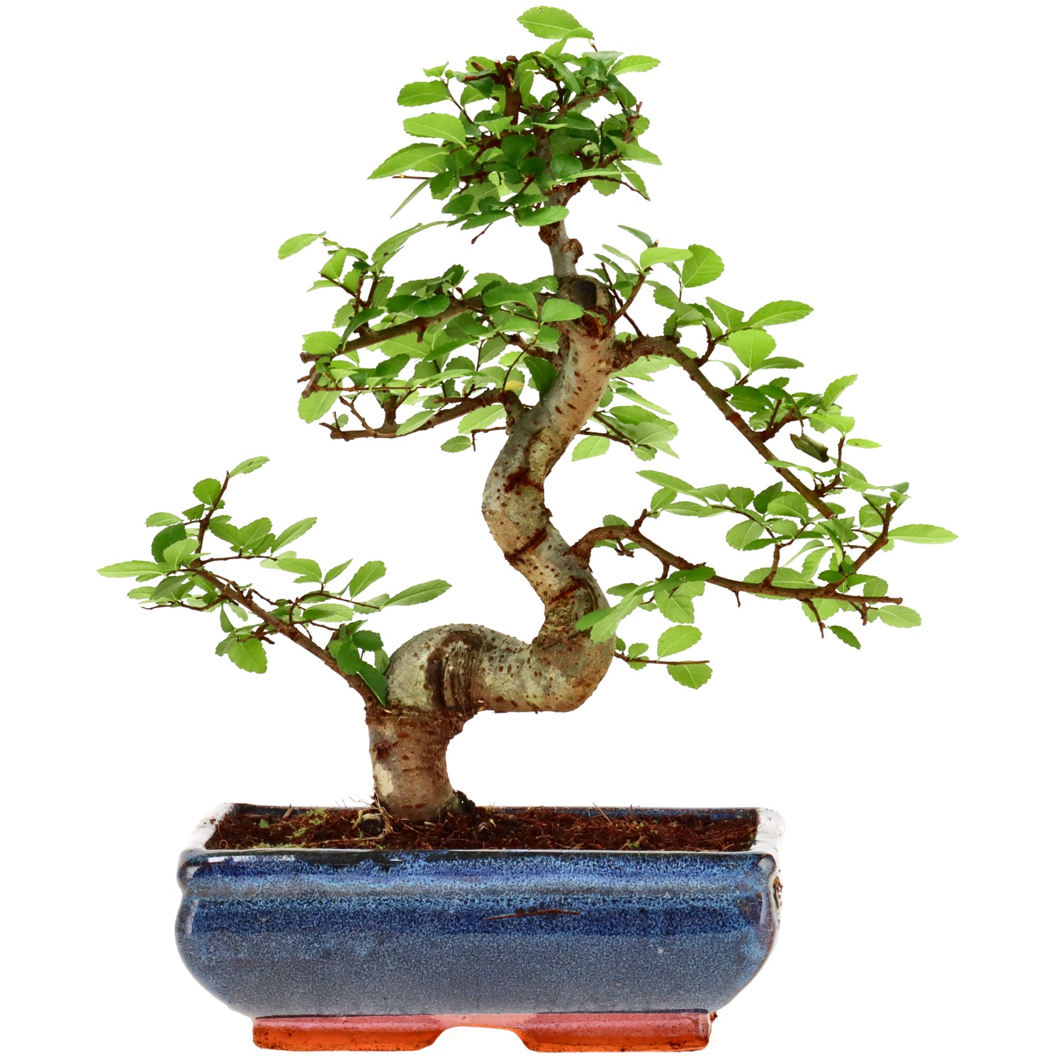 Chin. Ulme, ca. 9 J. (26 cm)