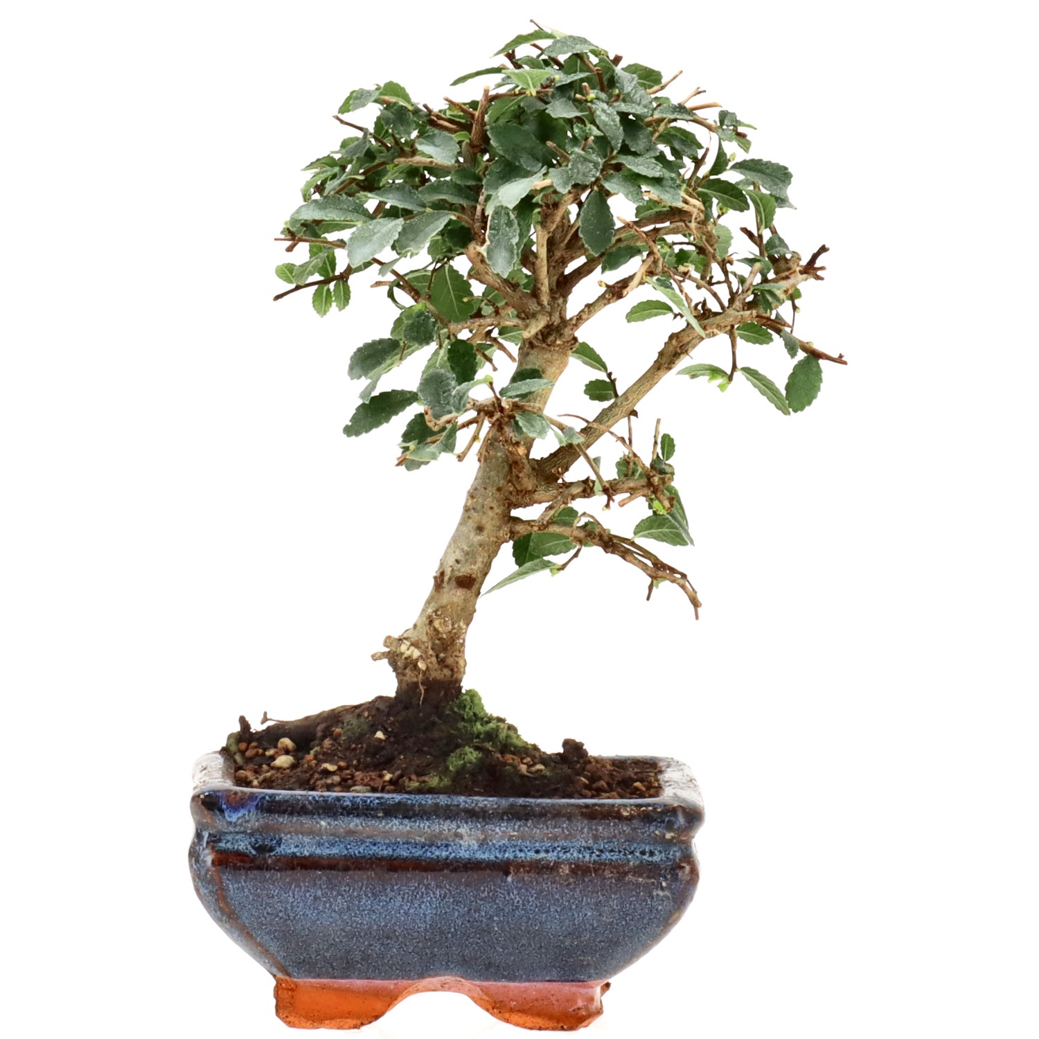 Chin. Ulme, ca. 6 J. (16 cm)