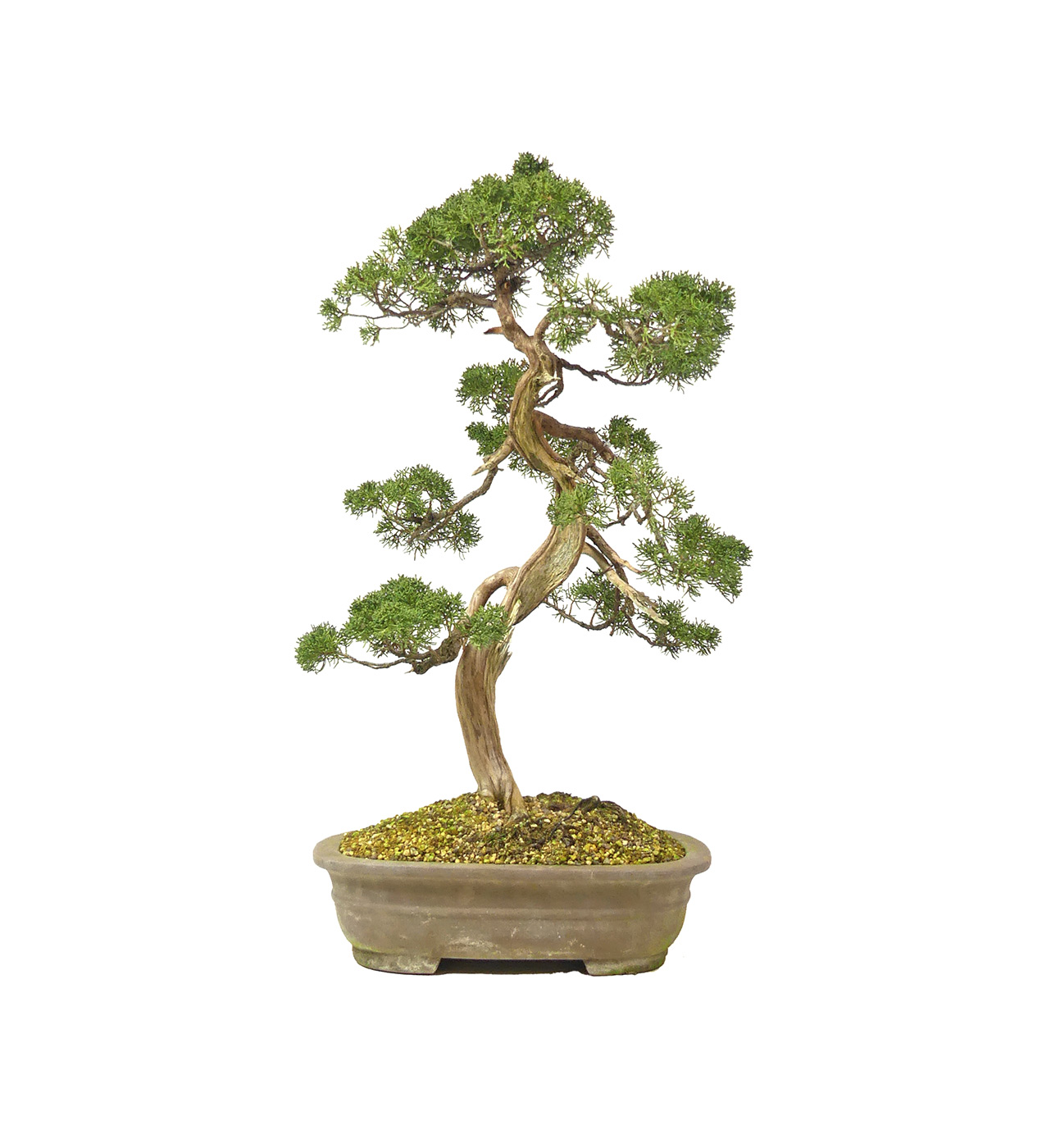 bonsai.fallbackImageTitle bonsai.fallbackImageTitle