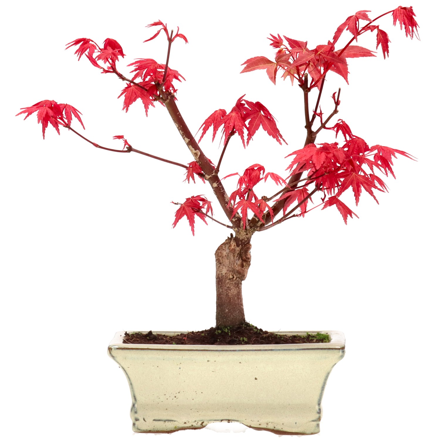 Acero palmato (Deshojo), innestato, ca. 7 anni (20 cm)