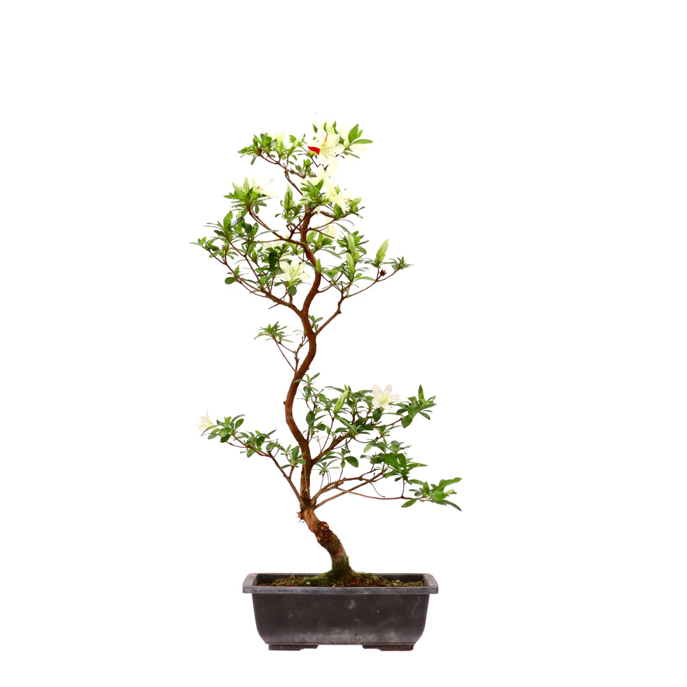 Jap. Azalee, ca. 12 Jahre (57 cm)