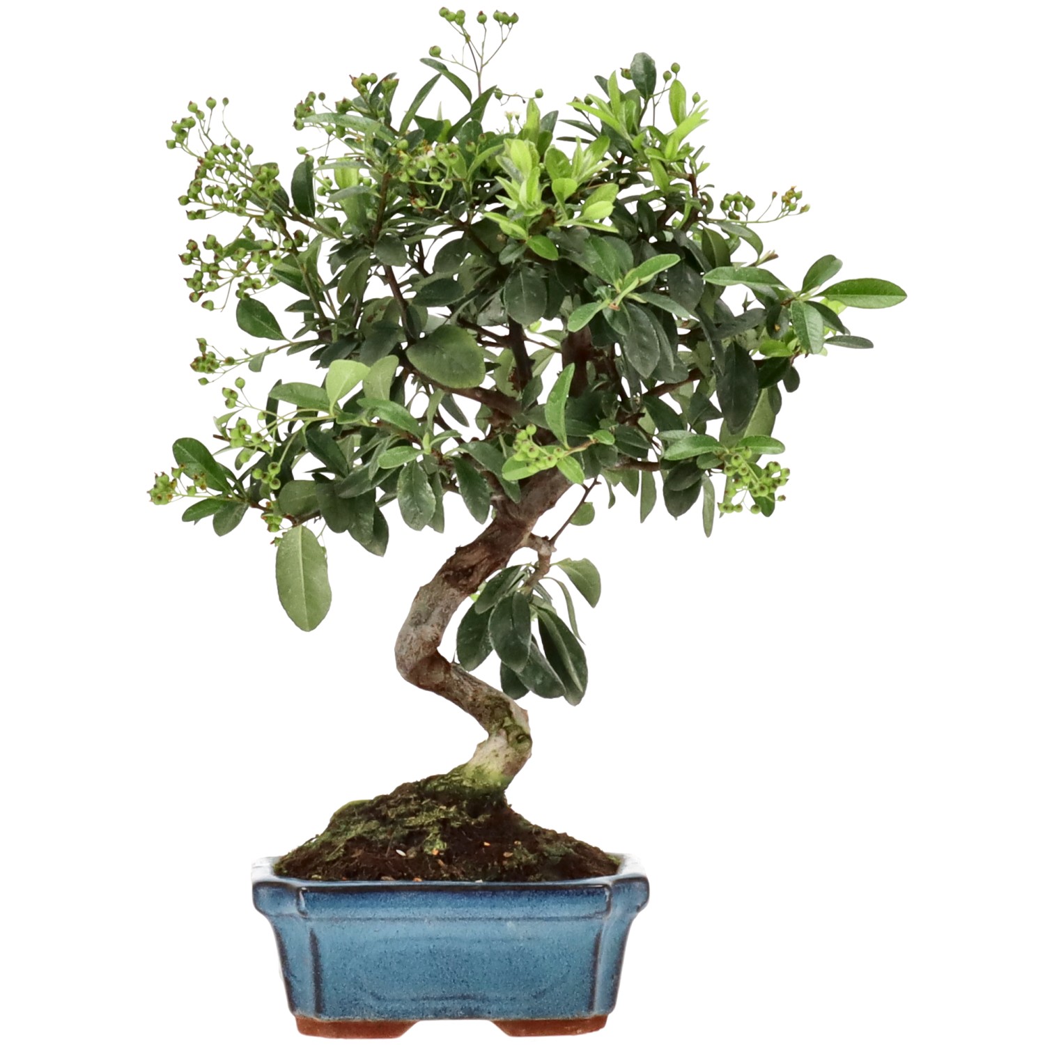 Pyracantha coccinea, env. 7 ans (29 cm)