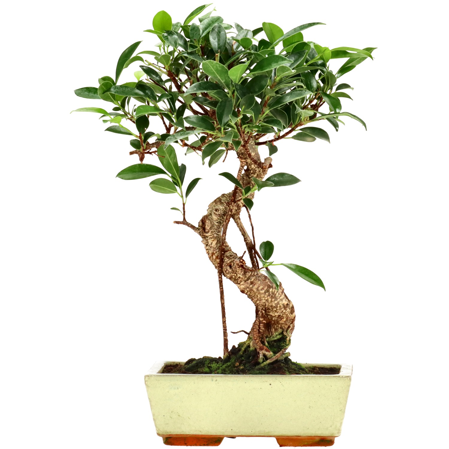 Chin. Feigenbaum (Retusa), ca. 9 J. (30 cm)