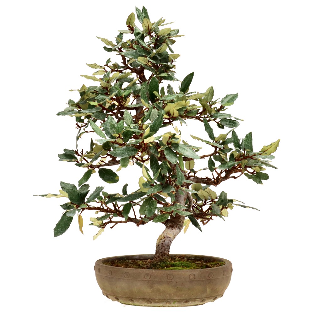 bonsai.fallbackImageTitle bonsai.fallbackImageTitle