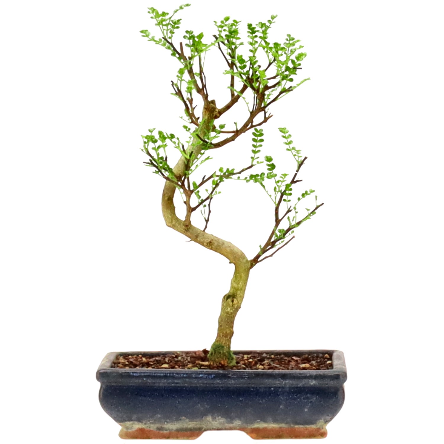 Pepe di Sichuan, ca. 10 anni (34 cm)