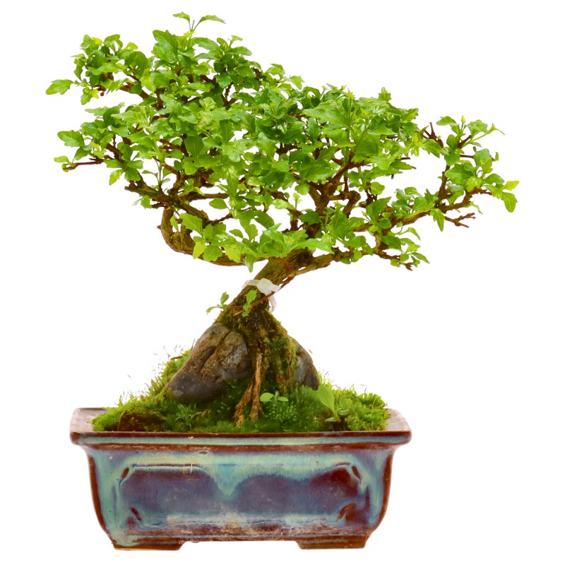bonsai.fallbackImageTitle bonsai.fallbackImageTitle