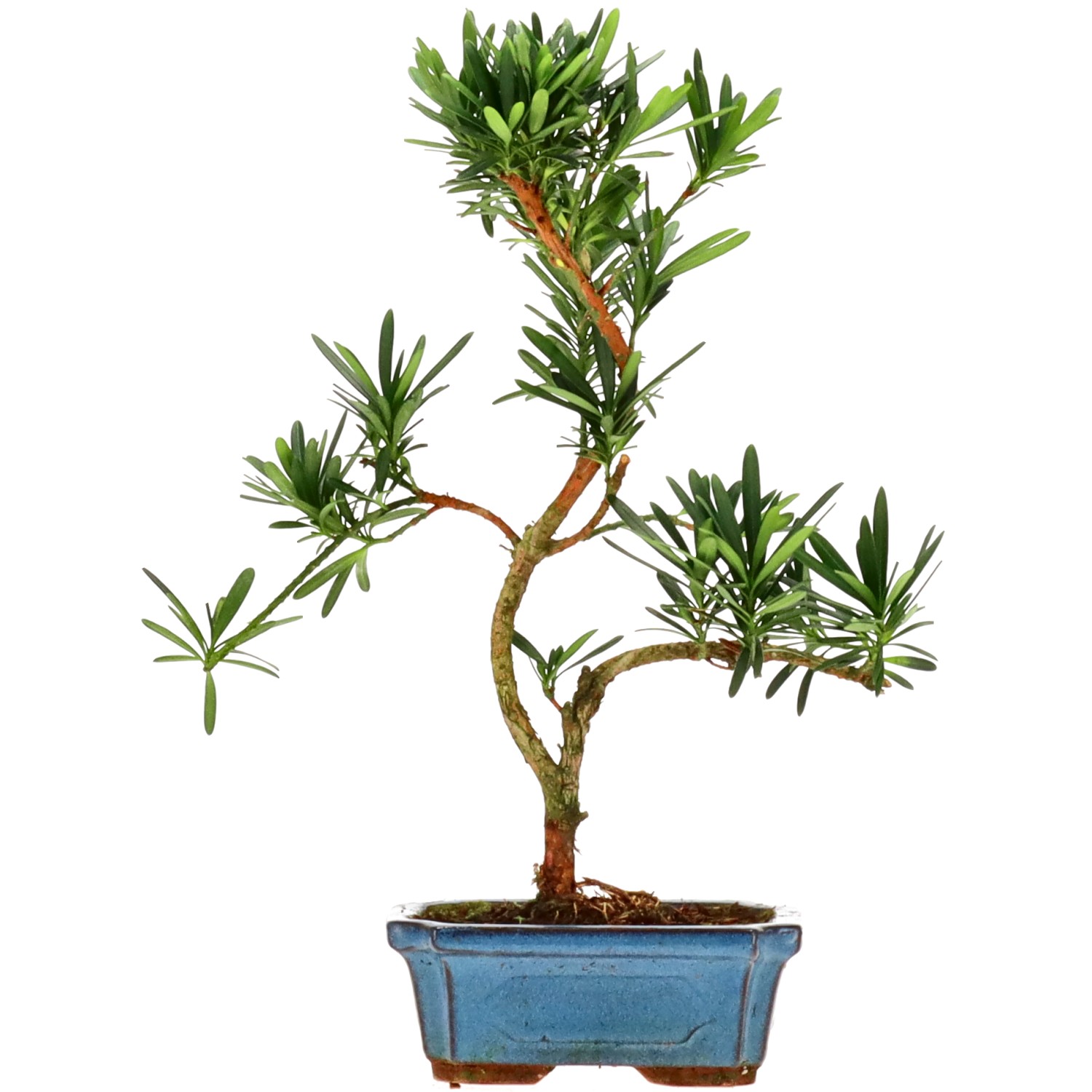 Buddhist pine, approx. 7 y. (31 cm)