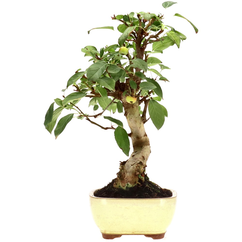 bonsai.fallbackImageTitle