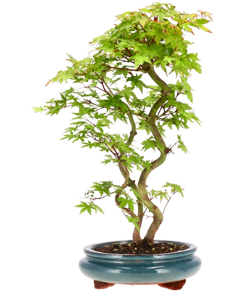 bonsai.fallbackImageTitle bonsai.fallbackImageTitle