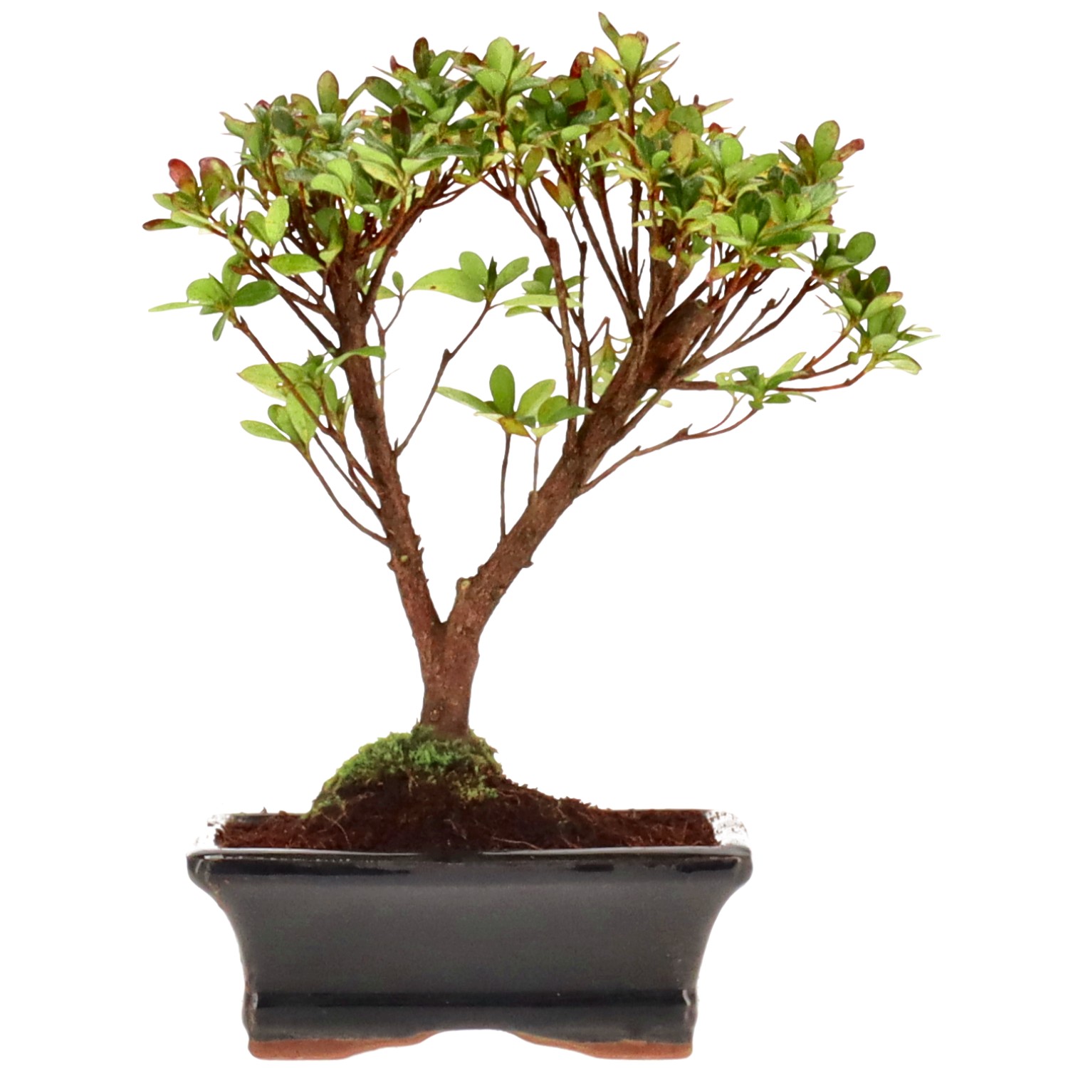 Azalea giapponese (Osakazuki), ca. 7 anni (21 cm)