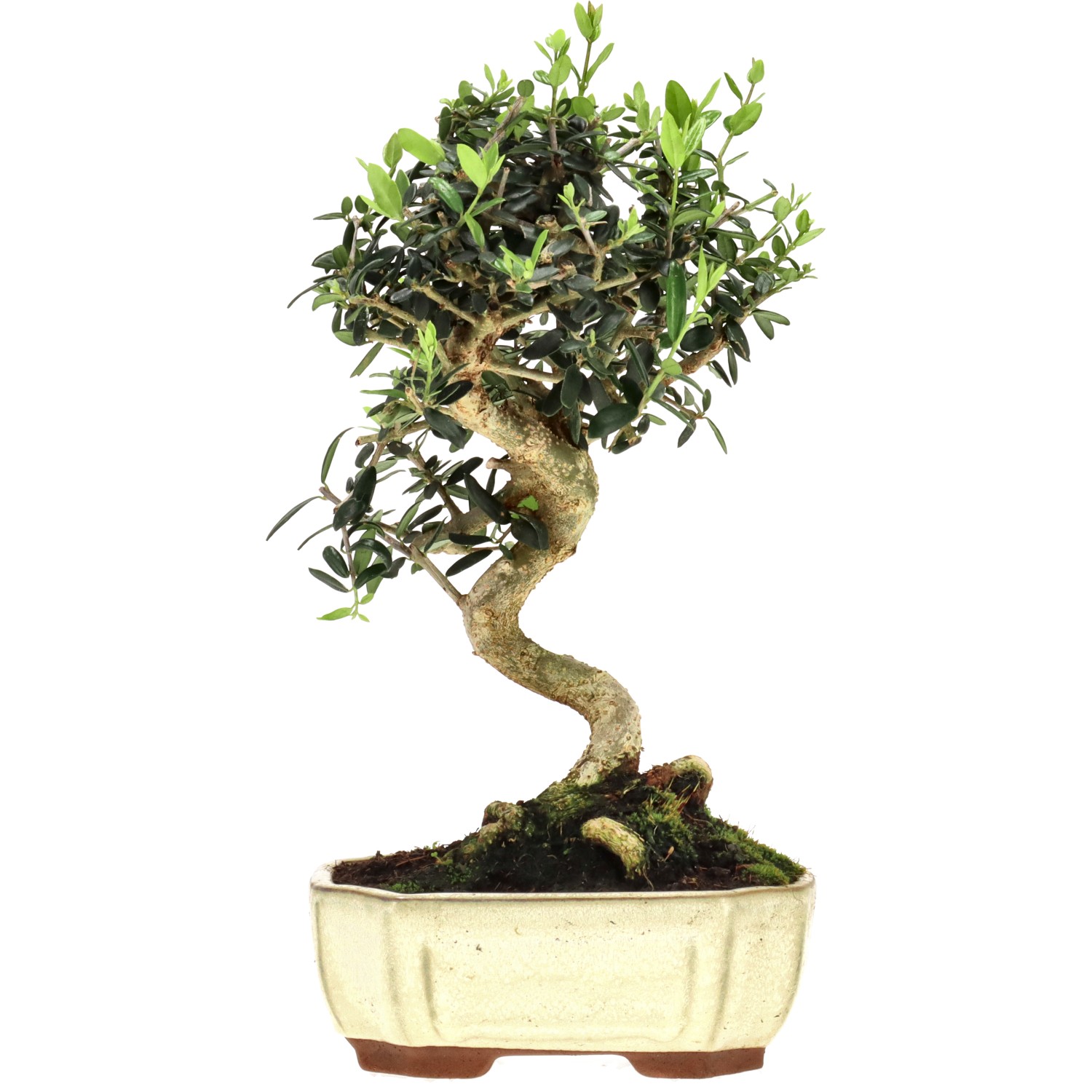 Olea sylvestris, env. 10 ans (27 cm)