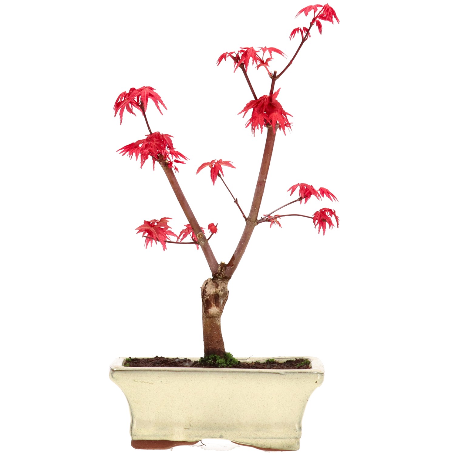 Acero palmato (Deshojo), innestato, ca. 7 anni (25 cm)