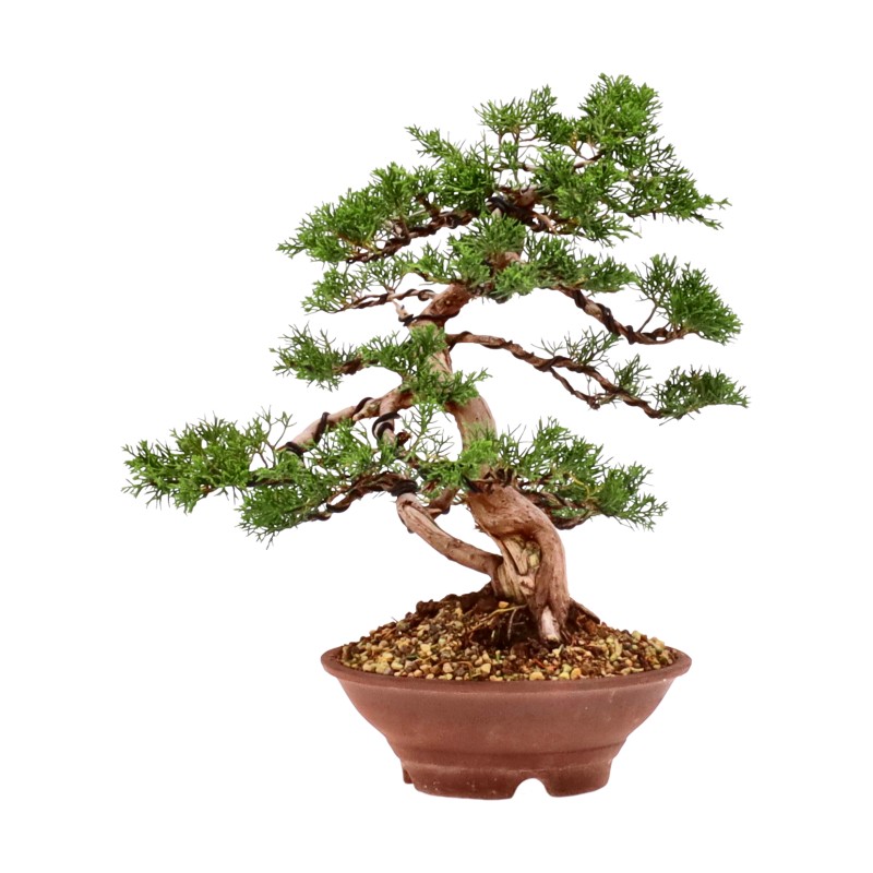 bonsai.fallbackImageTitle bonsai.fallbackImageTitle