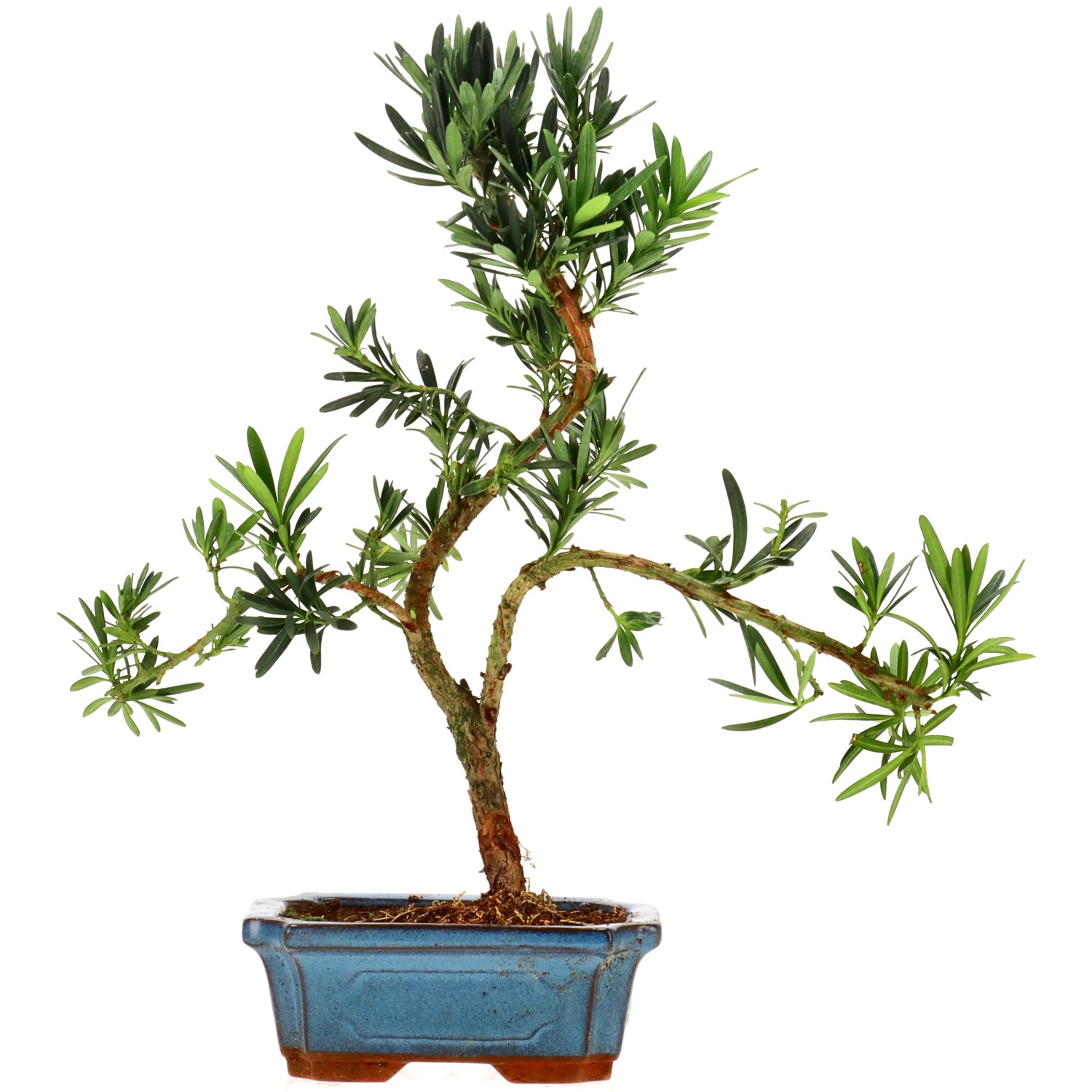 Chin. Steineibe, ca. 7 J. (32 cm)