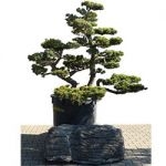 Garden Bonsai