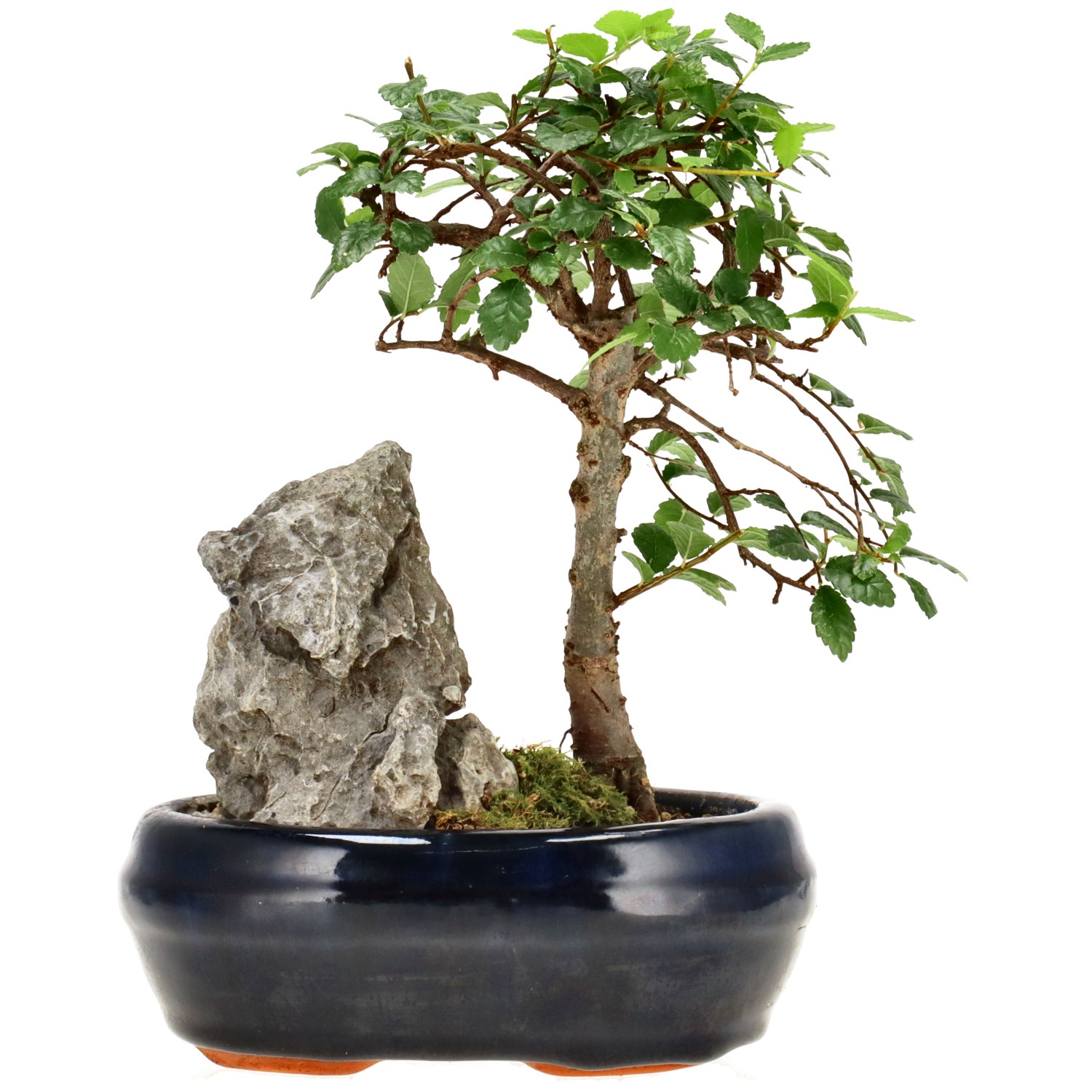 Orme de Chine, env. 6 ans (18 cm)