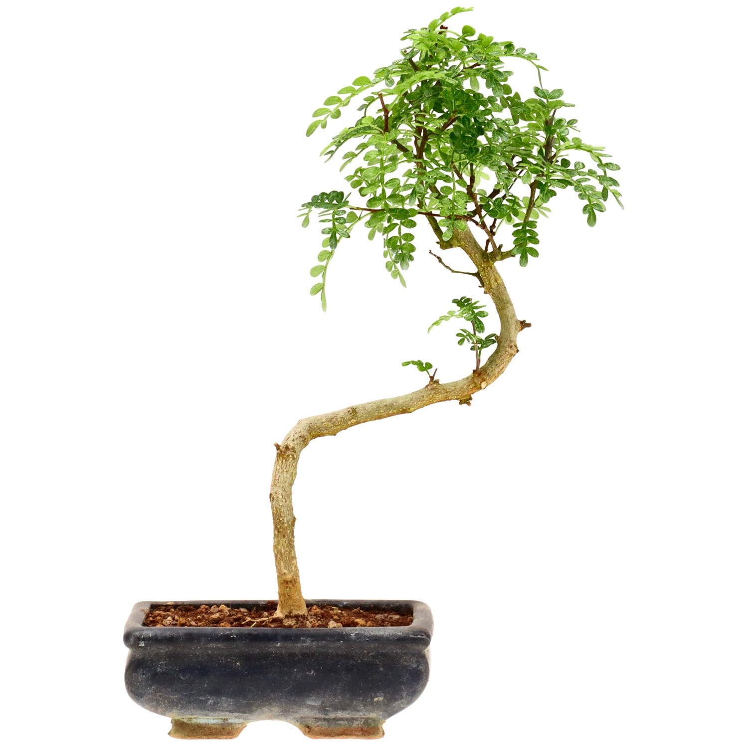 Pimienta de Sichuán, aprox. 7 años (28 cm)
