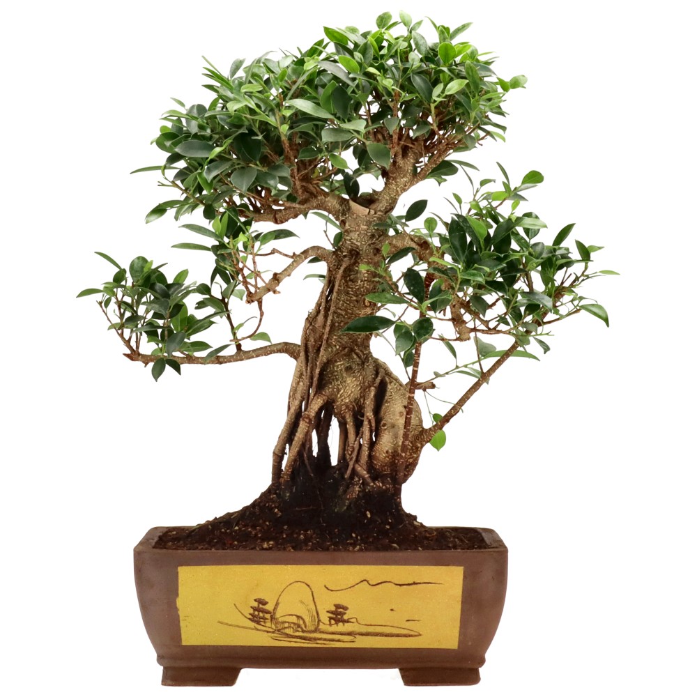 Chin. Feigenbaum (Retusa), ca. 20 J. (47 cm)