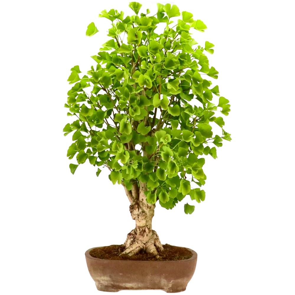 Ginkgo, ca. 20 j. (73 cm)