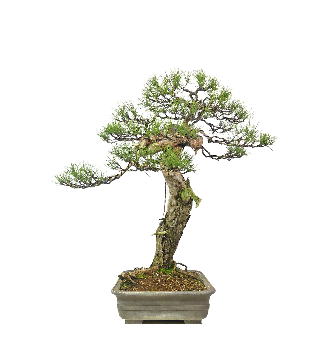 bonsai.fallbackImageTitle bonsai.fallbackImageTitle