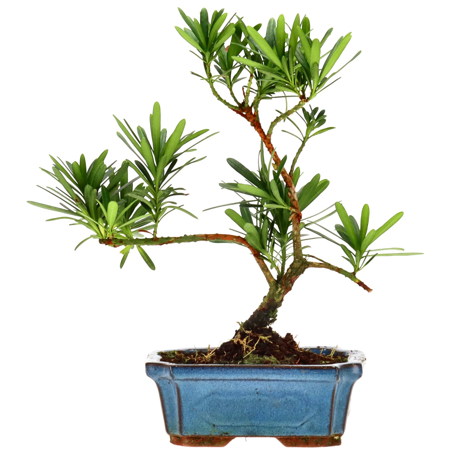 Pino cinese, ca. 7 anni (24 cm)