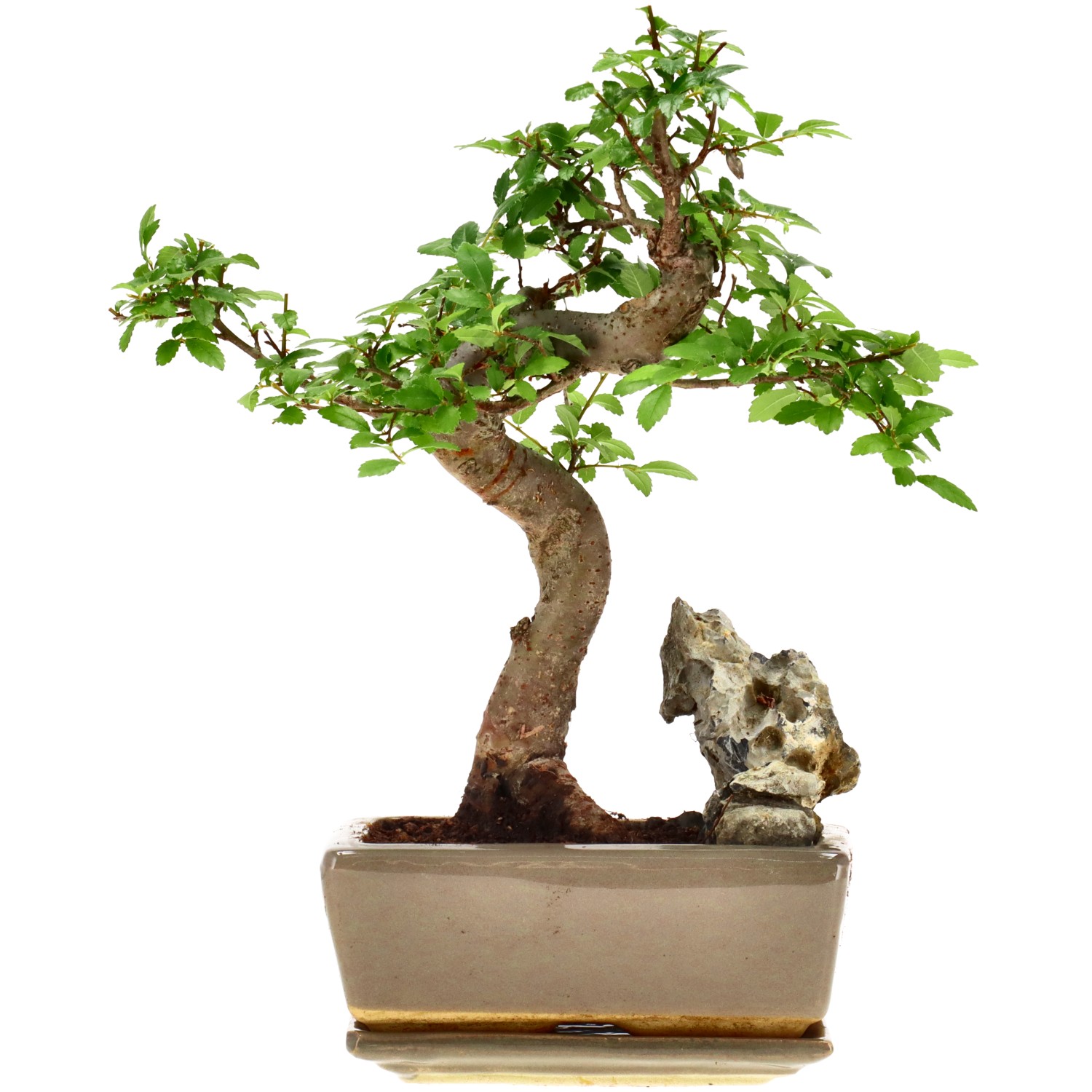 Olmo chino, aprox. 8 años (24 cm)