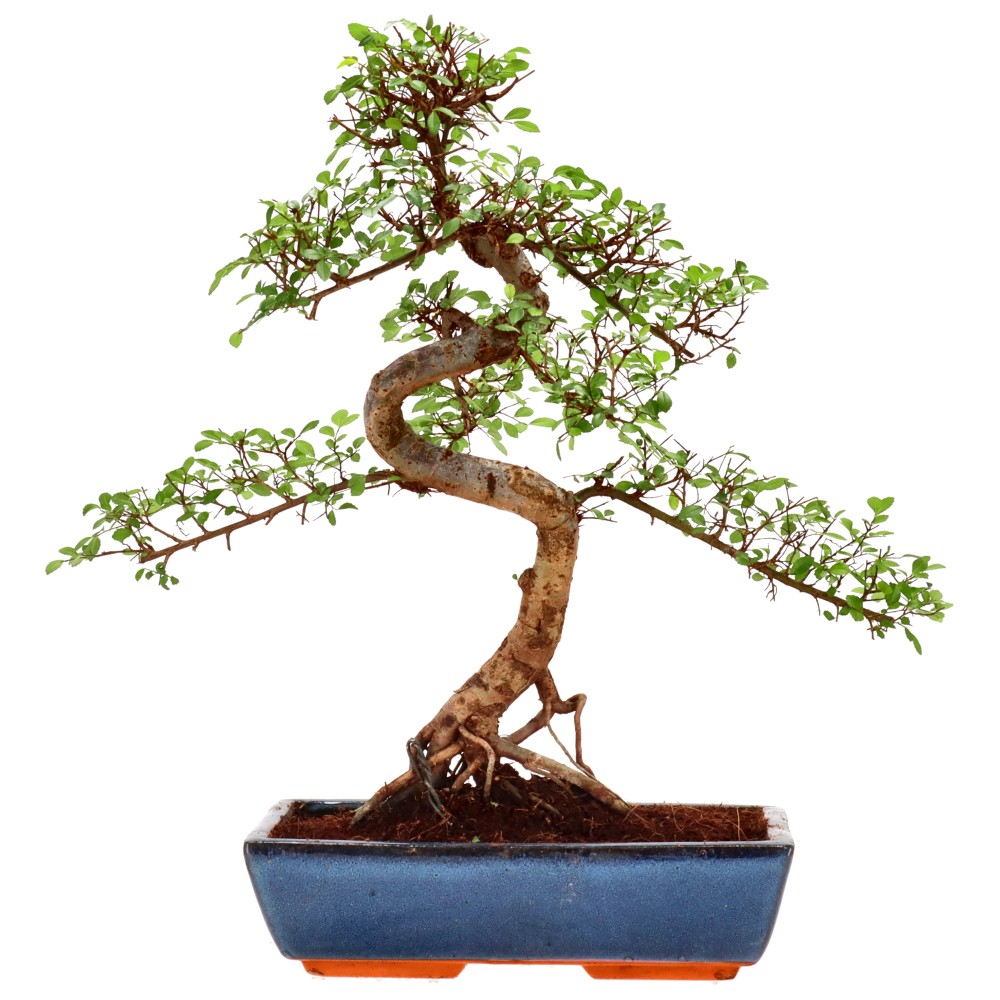 bonsai.fallbackImageTitle