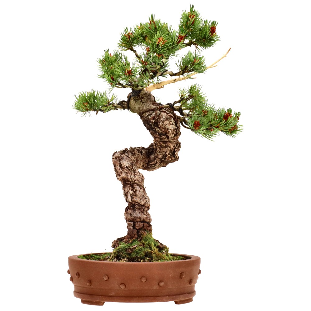 Japanse witte den, ca. 18 j. (39 cm)