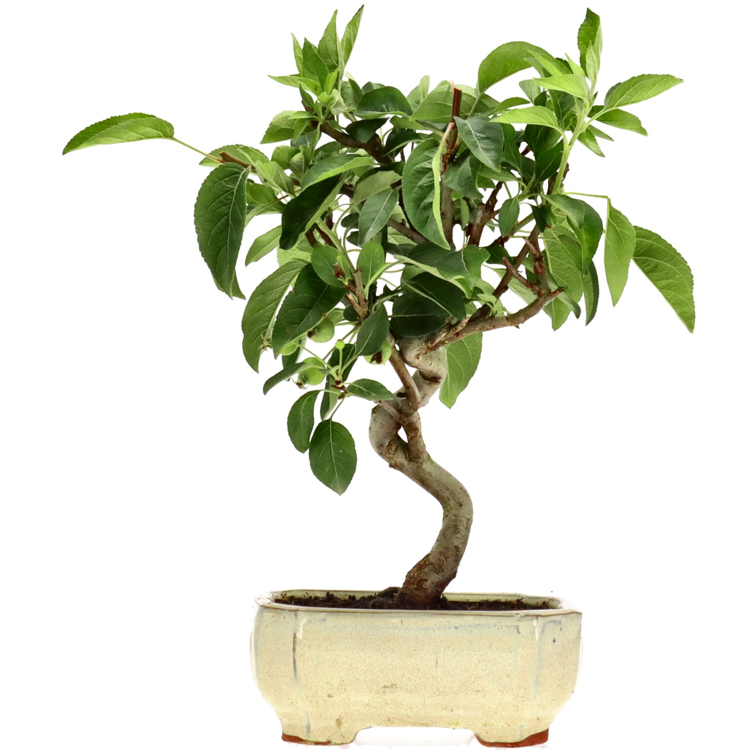 Zierapfel, ca. 8 J. (28 cm)