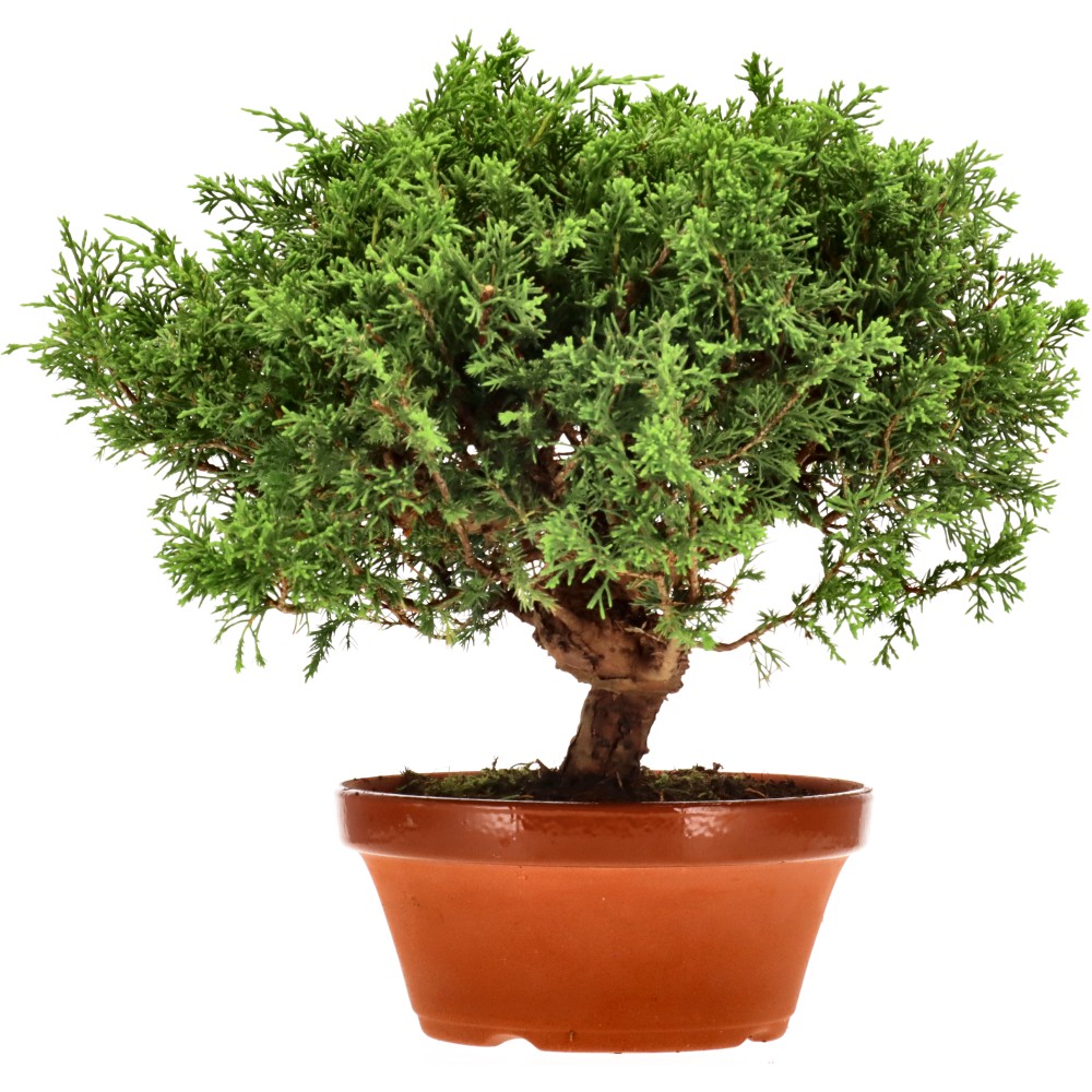 Genévrier de Chine, env. 20 ans (27 cm)